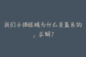 我们小猫眼睛为什么是蓝色的,求解?-动物百科