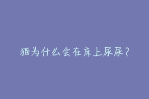 猫为什么会在床上尿尿?-动物百科
