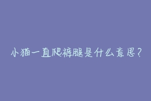 小猫一直爬裤腿是什么意思?-动物百科