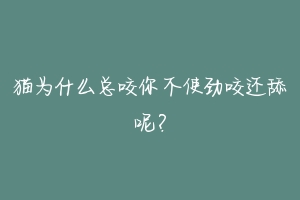 猫为什么总咬你不使劲咬还舔呢?-动物百科