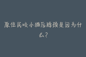 原住民咬小猫后脖颈是因为什么?-动物百科