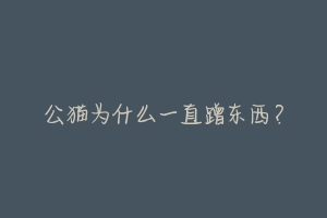 公猫为什么一直蹭东西?-动物百科