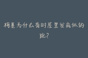 柯基为什么有时屋里发疯似的跑?-动物百科
