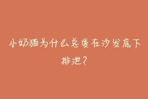 小奶猫为什么总爱在沙发底下排泄?-动物百科