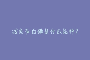 浅色灰白猫是什么品种?-动物百科