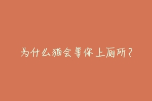 为什么猫会等你上厕所?-动物百科
