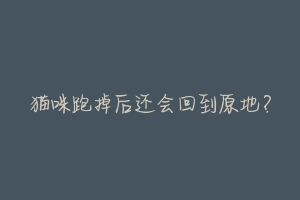 猫咪跑掉后还会回到原地?-动物百科