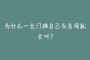 为什么一出门猫自己在房间就会叫?-动物百科