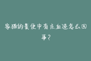 家猫的粪便中有点血迹怎么回事?-动物百科