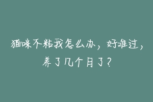 猫咪不粘我怎么办,好难过,养了几个月了?-动物百科