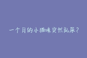 一个月的小猫咪突然乱尿?-动物百科