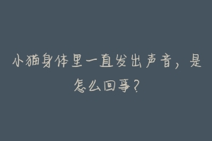 小猫身体里一直发出声音，是怎么回事？-动物百科