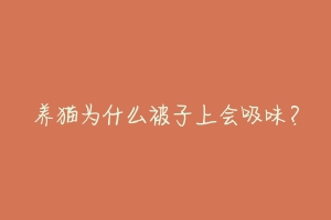 养猫为什么被子上会吸味？-动物百科