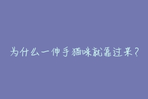 为什么一伸手猫咪就靠过来?-动物百科