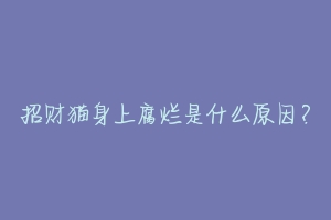 招财猫身上腐烂是什么原因?-动物百科