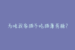为啥我家猫不吃猫薄荷糖？-动物百科