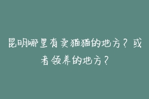 昆明哪里有卖猫猫的地方？或者领养的地方？-动物百科