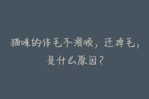 猫咪的体毛不滑顺，还掉毛，是什么原因？-动物百科