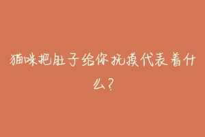 猫咪把肚子给你抚摸代表着什么？-动物百科