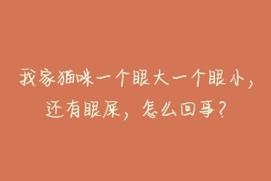 我家猫咪一个眼大一个眼小,还有眼屎,怎么回事?-动物百科