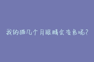 我的猫几个月眼睛会变色呢?-动物百科