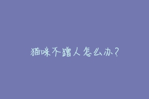 猫咪不蹭人怎么办?-动物百科