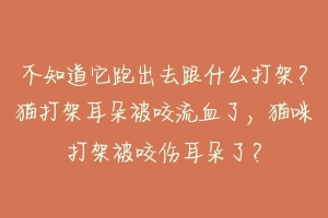 不知道它跑出去跟什么打架?猫打架耳朵被咬流血了,猫咪打架被咬伤耳朵了?-动物百科