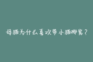 母猫为什么喜欢带小猫挪窝?-动物百科