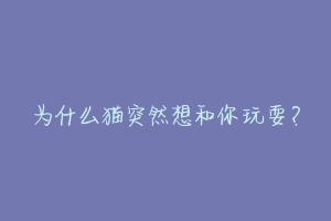 为什么猫突然想和你玩耍?-动物百科