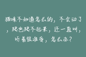 猫咪不知道怎么的,不会动了,爬也爬不起来,还一直叫,听着很难受,怎么办?-动物百科