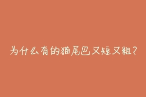 为什么有的猫尾巴又短又粗?-动物百科