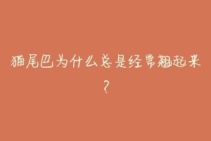 猫尾巴为什么总是经常翘起来?-动物百科