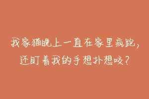 我家猫晚上一直在家里疯跑,还盯着我的手想扑想咬?-动物百科