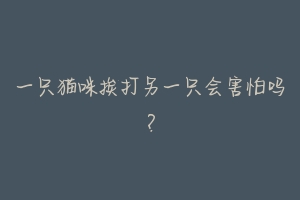 一只猫咪挨打另一只会害怕吗?-动物百科