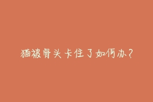 猫被骨头卡住了如何办？-动物百科
