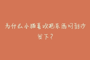 为什么小猫喜欢把东西叼到沙发下？-动物百科