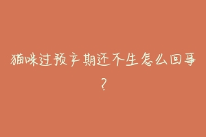 猫咪过预产期还不生怎么回事?-动物百科