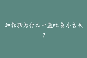 加菲猫为什么一直吐着小舌头?-动物百科