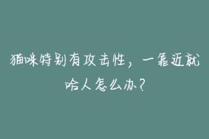 猫咪特别有攻击性,一靠近就哈人怎么办?-动物百科