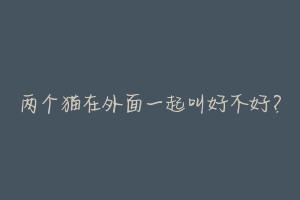 两个猫在外面一起叫好不好?-动物百科