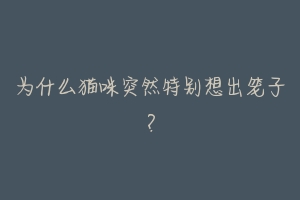 为什么猫咪突然特别想出笼子?-动物百科