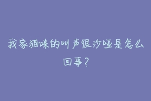 我家猫咪的叫声很沙哑是怎么回事?-动物百科