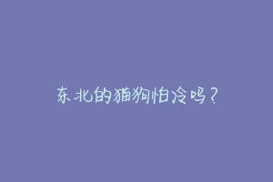 东北的猫狗怕冷吗?-动物百科
