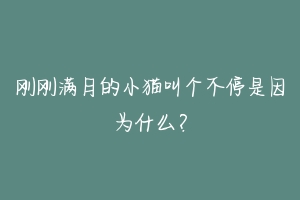 刚刚满月的小猫叫个不停是因为什么？-动物百科