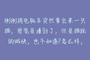 刚刚骑电瓶车突然窜出来一只猫,感觉是撞到了,但是猫跑的贼快,也不知道?怎么样,我该怎么办?-动物百科