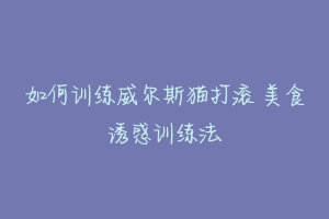 如何训练威尔斯猫打滚 美食诱惑训练法-动物百科