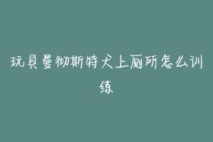 玩具曼彻斯特犬上厕所怎么训练-动物百科