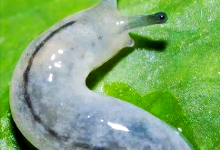 幽灵蛞蝓:迷雾森林中的神秘软体生物-动物百科