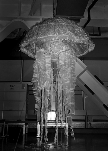 深渊舞者:幽影水母的无声启示-动物百科